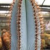 Pilosocereus_magnificus_1